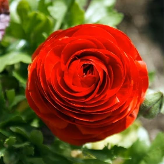 Votaniki Ranunculus Aviv Red Persian Buttercup - Long Lasting Blooms, Perennial Ranunculus Bulbs for Planting | Perfect Addition to Any Garden (6 Pack)
