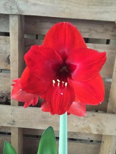 Red Lion Amaryllis Holiday Gift Growing Kit, Includes a Red Gift Bag, Red Lion Amaryllis Bulb, & Professional Growing Medium