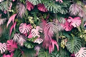 Rare Monstera Seeds Deliciosa, Pink and Green Tropical Leaves, Garden Landscaping