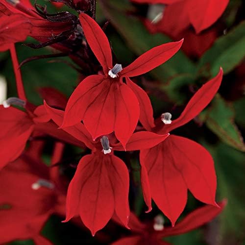 Park Seed Lobelia Flower Plant Seeds, Easy to Grow, Perfect for Spring Garden, Starship Scarlet, Pack of 20