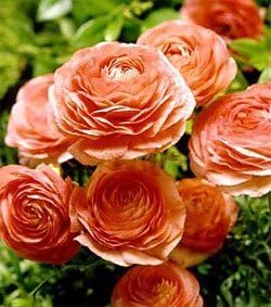 (10) Real Orange Ranunculus Bulbs, Lovely Potted Plants Flower Bulbs,Perennial Bonsai Bulbous Root Garden Plant
