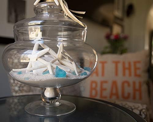 Tumbler Home Sand Dollars and Starfish for Crafts, 3 Real Starfish (4"-6") and 3 Sand Dollars (3"-3.5") in Bulk