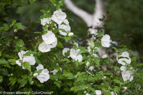Proven Winners - Hibiscus syriacus White Chiffon (Rose of Sharon) Shrub, White Flowers, 3 - Size Container