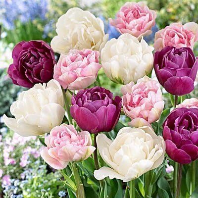 Pre-Chilled Tulip Bulbs – Set of 4 Bulbs | Ready to Force Indoors or Plant Outdoors (Romantic Double Mix)