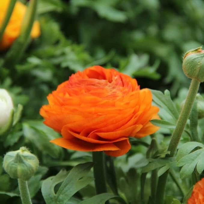 Votaniki Ranunculus Aviv Mix Bulbs - Large, and Showy Blooms, Perennial Ranunculus Flower Bulbs | Perfect for Any Garden - Easy to Grow and Low Maintenance (24 Pack)