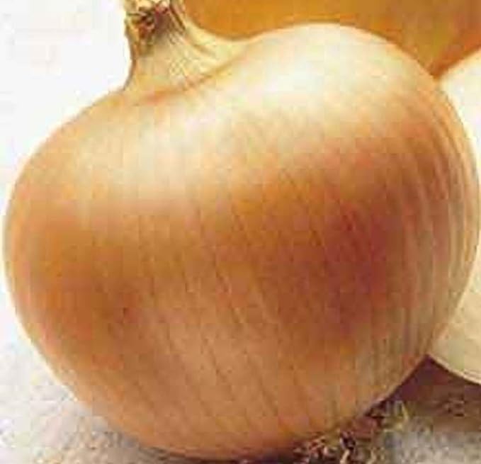 Onion Yellow Sweet Spanish Great Heirloom Vegetable by Seed Kingdom Bulk 5 Lb Seeds
