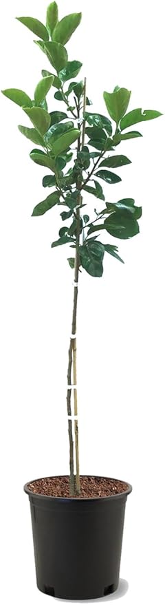 American Plant Exchange Saijo Persimmon Tree, 5 Gallon Pot, 2-3ft Tall, Large Outdoor Landscape Garden Plant, Live Fruiting Plant, Astringent Variety, Fresh Persimmons for Gourmet Recipes