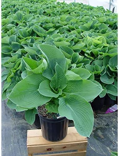 Hosta sieboldiana 'Elegans' (Hosta) Perennial, 1 - Size Container