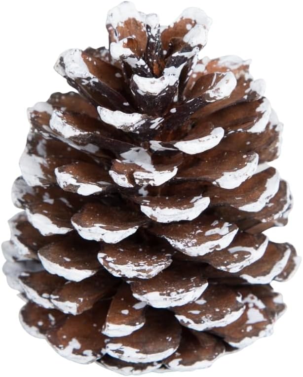 Frosted Austriaca Pine Cones for Crafts - 2-3 Inch Winter Pinecones for Christmas Decorating Ornaments Snowy Holiday Decorating Vase Filler - Rustic Dried Pine Cones - Set of 24 β Frosted