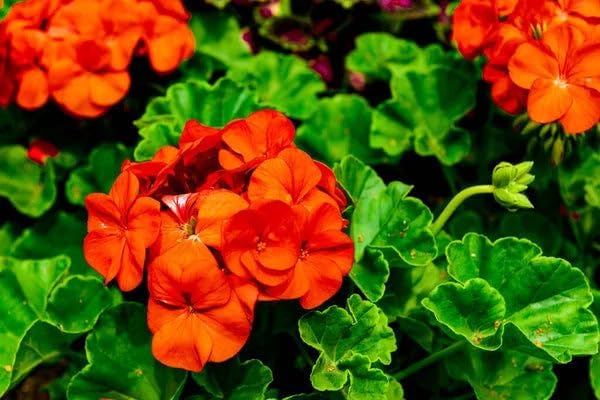 Park Seed Geranium Flowering Plant Seeds, Compact Maverick Orange Variety with Bright Fluorescent Blooms, Heat and Humidity Tolerant, Pack of 10
