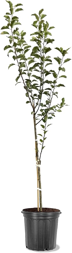 American Plant Exchange Apple Tree 'Semi Dwarf Pink Lady' – Live Fruit-Bearing Plant, 5-Gallon Pot, Cold-Hardy, for Home Orchards, Backyard Gardens & Edible Landscapes