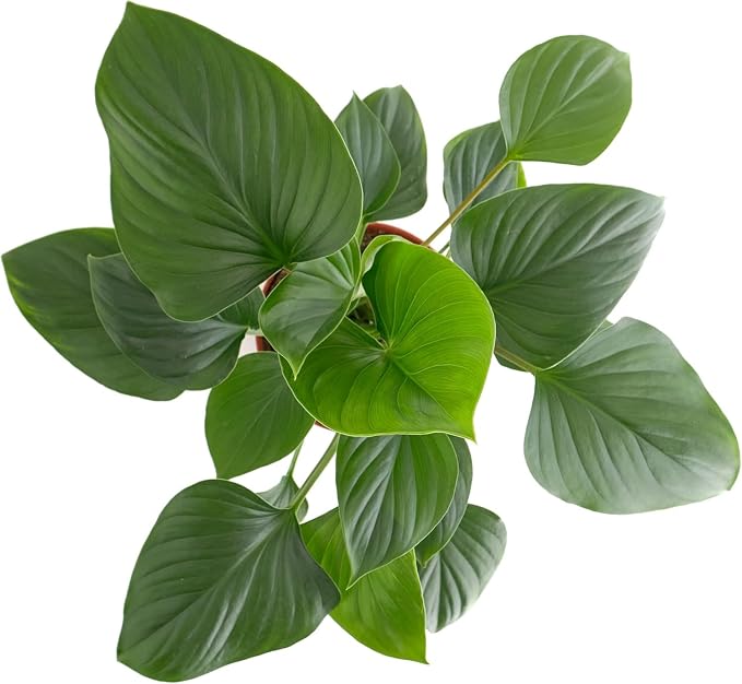 Shop Succulents Homelomena Emerald Gem, Live Indoor Plant, Low Maintenance Tropical Houseplant with Glossy Green Leaves, Ideal for Home Decor, Office, and Room Enhancement, 6 Inch Nursery Pot