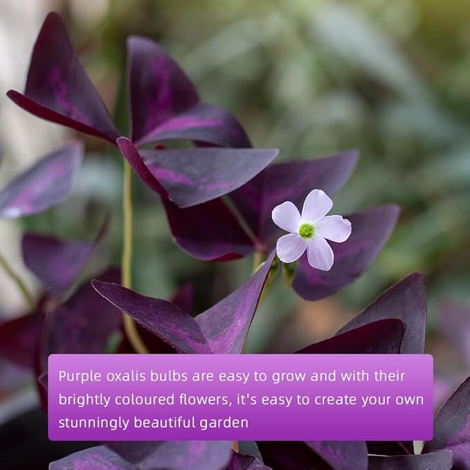 Purple Shamrock Bulbs 12 Pcs Good Luck Purple Oxalis Bulbs for Planting Indoor and Outdoor Oxalis Triangularis Shamrock Plants for Fall Planting