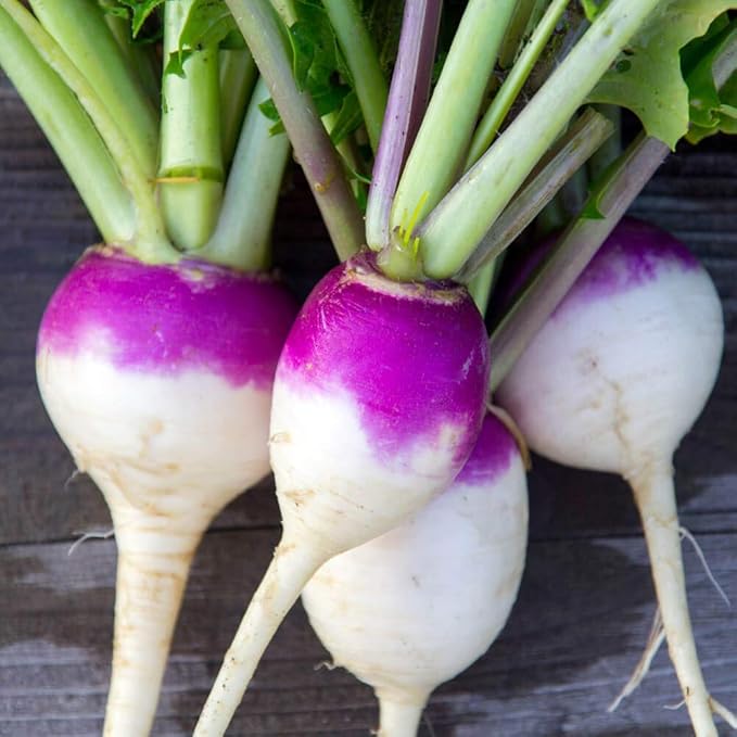 Outsidepride Purple Top Turnip Seeds -1 Lb High-Yield, High Protein Turnip Seed, Ideal Cover Crop, for Forage, Grazing Livestock, High Energy Deer Food Plot & Soil Improvement