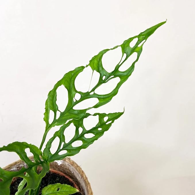 GARDENERA Handcrafted Monstera Obliqua Potting Mix - Optimal Nutrients for Vibrant Growth by Gardenera - 1 Quart