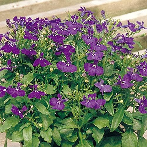 Park Seed Lobelia Flower Plant Seeds, Easy to Grow, Perfect for Spring Garden, Rapid Blue, Pack of 20