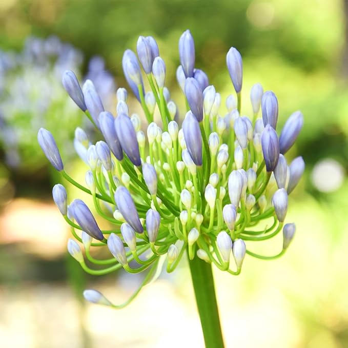 Blue Agapanthus 1 Gallon