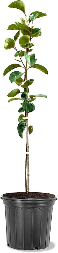 American Plant Exchange Fuyu Jiro Persimmon Tree, 5 Gallon Pot, 2-3ft Tall, Large Outdoor Landscape Garden Plant, Live Fruiting Plant, Non-Astringent Variety, Fresh Persimmons for Gourmet Recipes