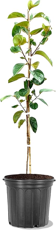 American Plant Exchange Fuyugaki Persimmon Tree, 5 Gallon Pot, 2-3ft Tall, Large Outdoor Landscape Garden Plant, Live Fruiting Plant, Non-Astringent Variety, Fresh Persimmons for Gourmet Recipes