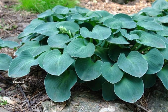 Hosta 'Blue Mouse Ears' (Hosta) Perennial, blue foliage, 1 - Size Container