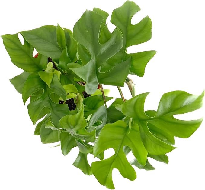 Shop Succulents Philodendron Split Mini, Live Indoor Plant, Compact Low Maintenance Houseplant with Unique Split Leaves, Ideal for Home Decor, Office, and Room Enhancement, 6 Inch Nursery Pot
