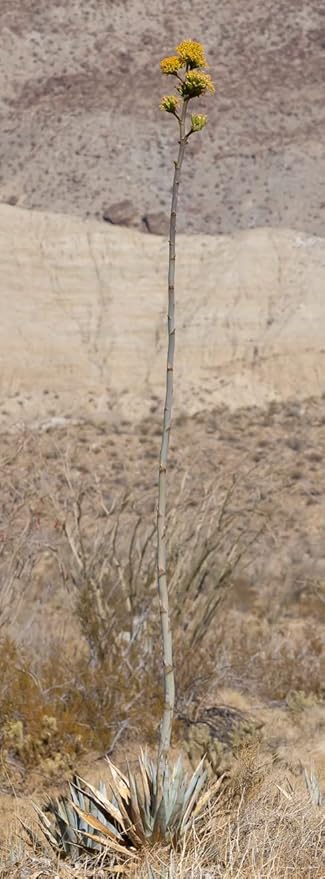 Desert Garden Seed Starter Kit - Grow Your Own Oasis with 10 Desert Cactus, Wildflowers, and Plants