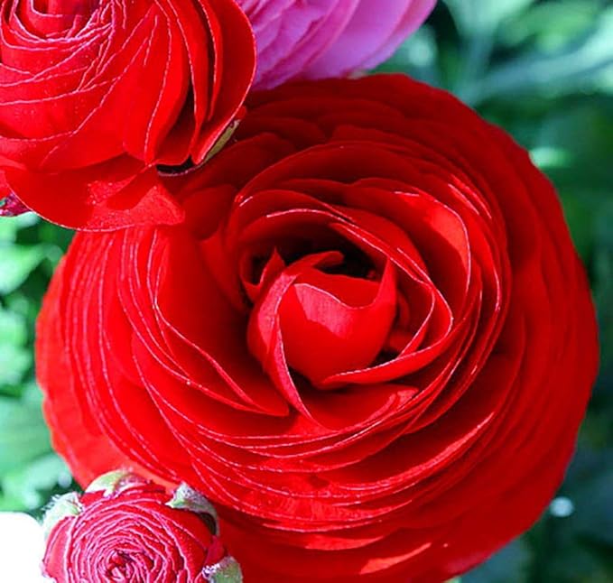 Pastel Red Ranunculus Bulbs(10 Bulbs) Perennial Great Garden Flower Home Bonsai Decoration