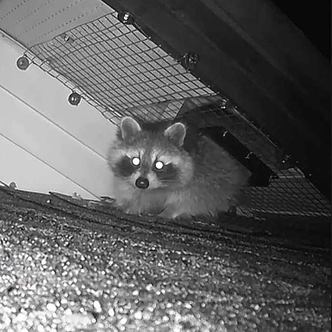 GROWLING Raccoon One Way Door – Large Size, Humane, Contactless Animal Excluder Trap – Raccoon One Way Eviction Door, Easy to Install & Weather-Resistant, Ideal for Squirrels, Skunks, Possums
