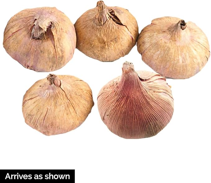 Direct Gardening - Hallowy Gladiolus Bulbs, Purple to Blue Summer Flowering Dormant Bulbs, 10 per Offer