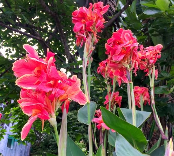 20 Canna Lily Seeds Mixed Flower Perennial Bonsai Rare Accent Plant Seeds Heirloom Canna Indica