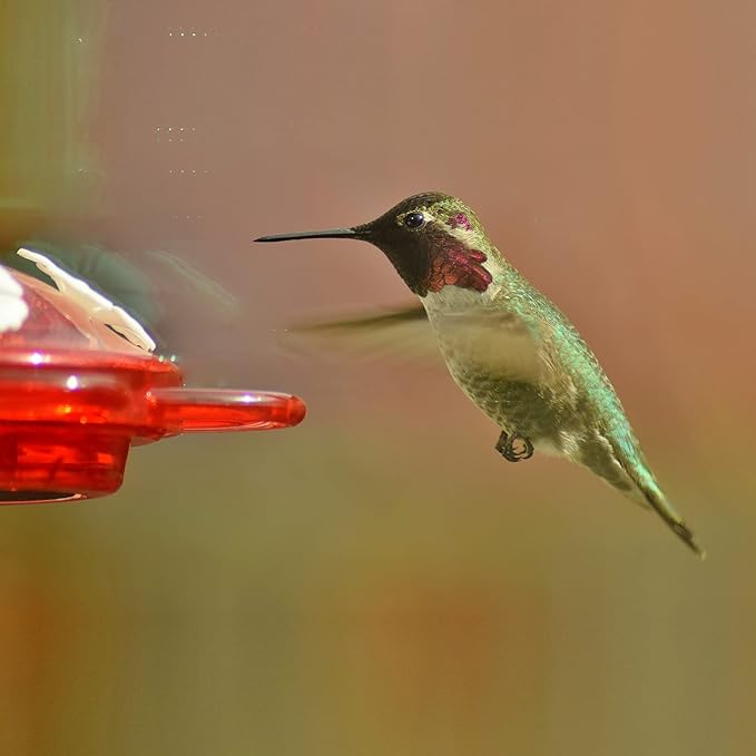 Window Hummingbird Feeders for Outdoors Including 3 Colors of Interchangeable Flowers for Hummingbirds Food and Nectar (2 Pack)