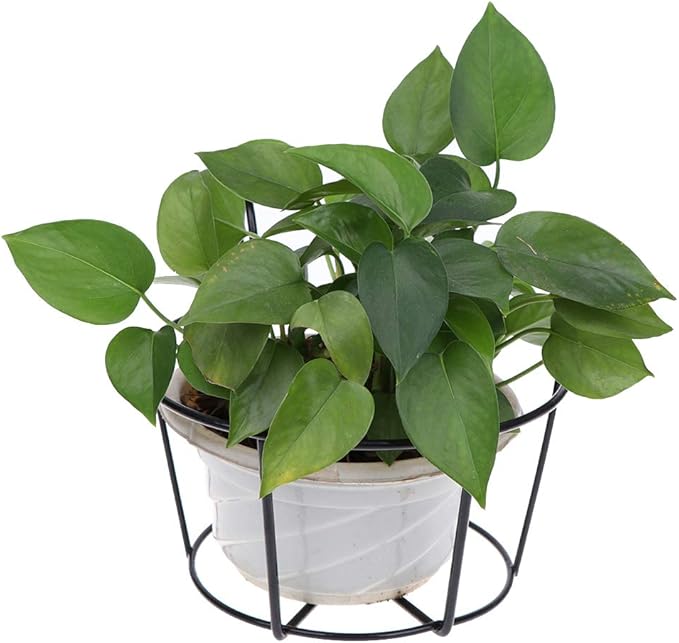 4 Pack Hanging Planters for Railings Rail Planter Hanging Baskets Flower Pot Holders Iron Plant Racks Metal Fence Planter Potted Stand Mounted Balcony Plant Baskets Container,Garden Steel Pots