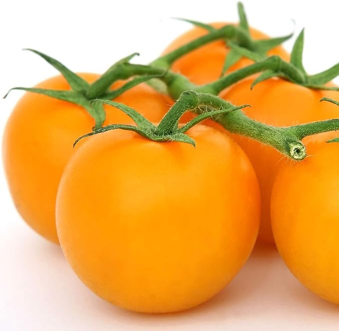 UtopiaSeeds Golden Jubilee Tomato Seeds - Large Delicious Tomato