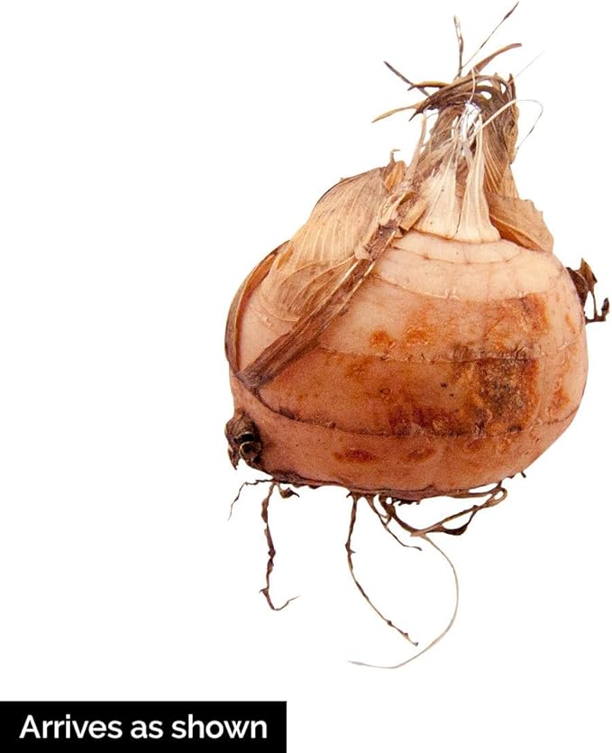 BRECK'S - Summer Flowering Fire King Crososmia Bulbs - Each Offer Includes 12 Dormant Bulbs per Offer