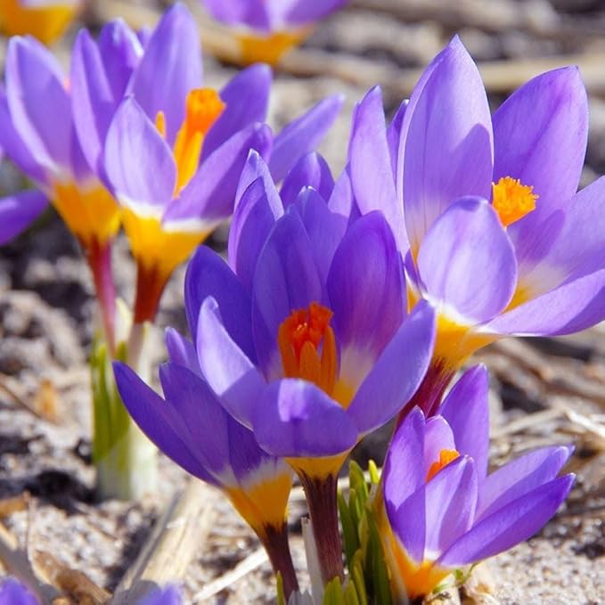 Votaniki Sieberi Tricolor Crocus Bulbs - Perennial and Fragrant, Captivating Three Hued Spring Blooms | Cup Shaped Flowers - Species Crocus Tricolor (Sieberi) (50 Pack)