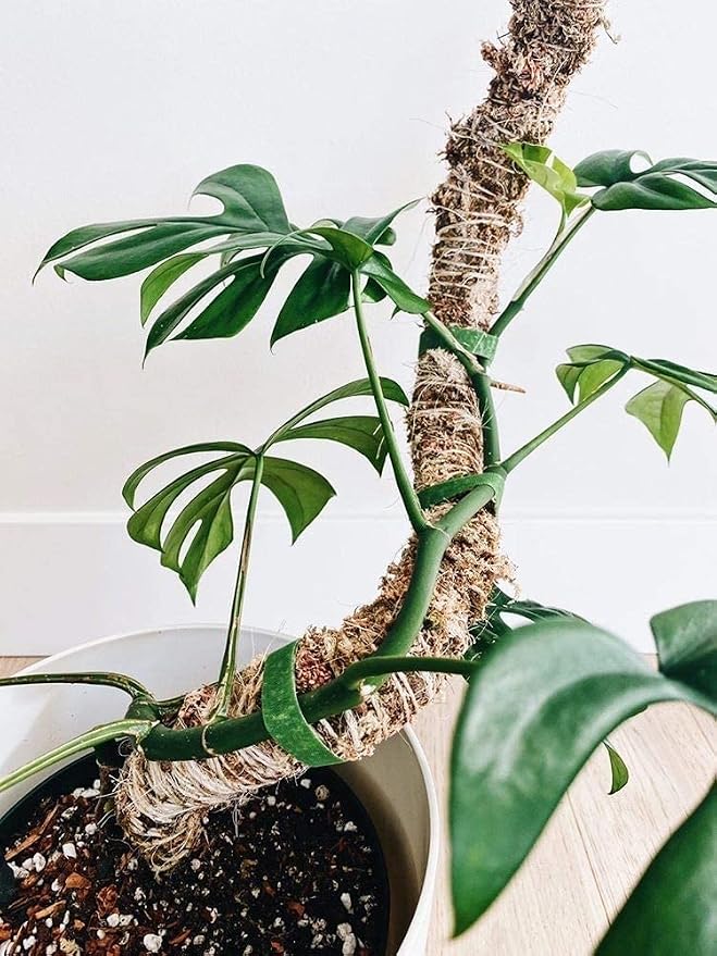 Mossify Bendable Moss Pole 30'' Monstera Plant Support for Climbing Indoor Plants - 100% Sustainably Farmed Moss Pole for Plants Indoor Growth - Flexible Handmade Sphagnum Plant Poles Support