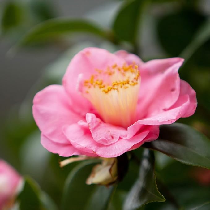 PERFECT PLANTS Debutante Camellia Bush 3 Gallon | Live Shrub for Outdoor Planting | Beautiful Spring Flowers Bloom Before Anything Else | Light Pink Flower with Ruffles