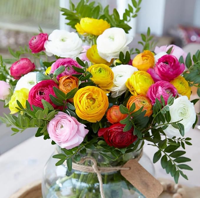 50PCS Mixed Color Ranunculus Bulbs Double Buttercups Spring Rose Bulb Wedding Flower Bulbs