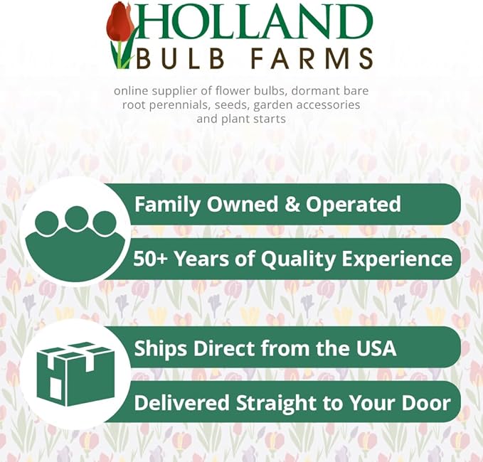 All-in-One Flower Garden Kit - 25 Flower Bulbs Per Box - Potluck Planting Peachy Keen Bouquet Mix - Daffodil, Tulip, Muscari - Fragrant - Naturalizing - Live Outdoor Garden - Easy to Plant Flowers
