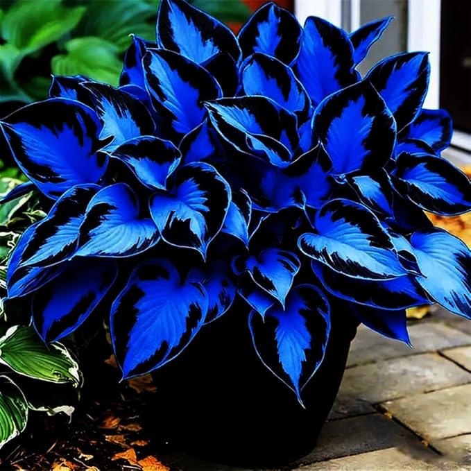 305+ Hosta Seeds Mix for Planting,Rare Hosta Seeds Mixed Colors,Dual Use for Ground Cover & Pots, Create Cool Shaded Garden Outdoor