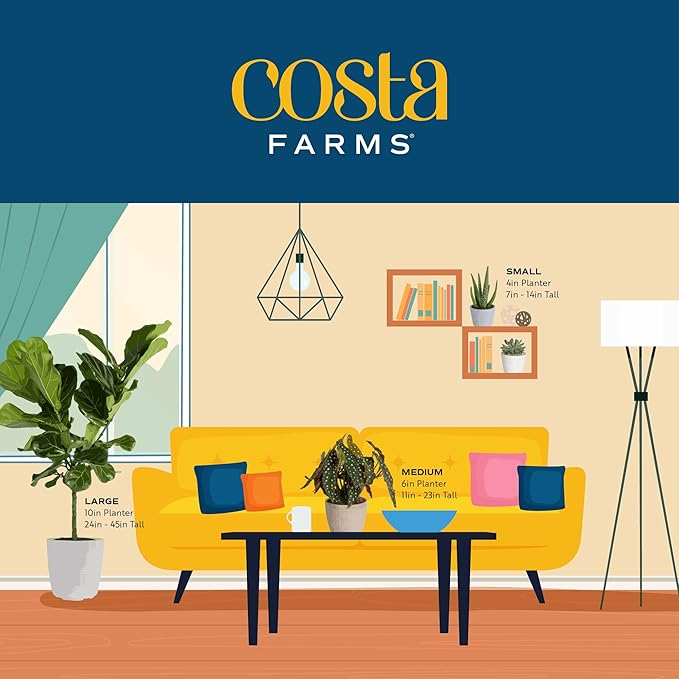 Costa Farms Mini Succulent Live Plants in Cute Pots, Easy to Maintain Indoor Succulents, Houseplants for Home or Office Decor, House Warming or Birthday Gift, 2-3.5 Inches Tall, Pack of 3