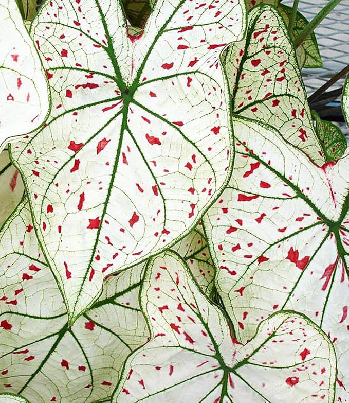 3 Cranberry Star Caladium Bulbs - Fancy Leaf Caladium - 3 Caladium Roots