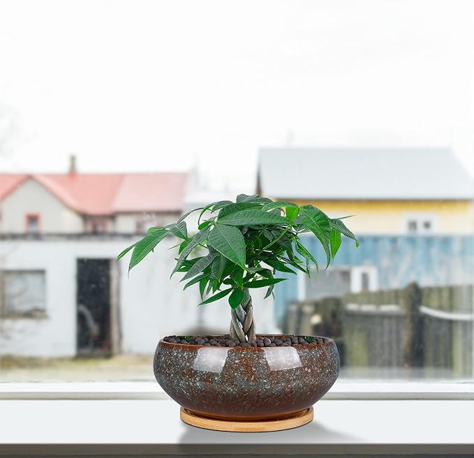 8 Inch Ceramic Bonsai Planter Pot, Glazed Shallow Succulent Planter with Drainage Hole and Bamboo Saucer for Indoor Plants, Green