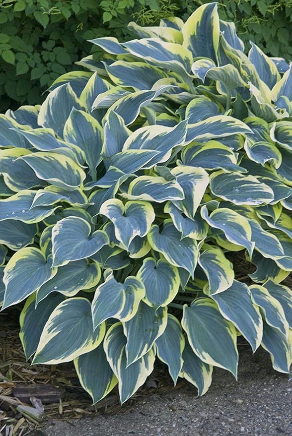 Hosta 'First Frost' (Hosta) Perennial, blue-green foliage with creamy yellow edge, 1 - Size Container
