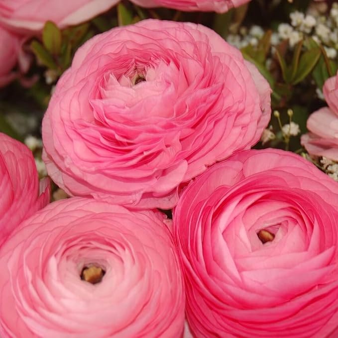 Ranunculus Bulbs Pink - Beautiful Pink Ranunculus Aviv Flowers - Large and Healthy Ranunculus Corms Ready to Grow in Spring or Summer Gardens - Ranunculus Bulbs from Hand Picked Nursery (5)