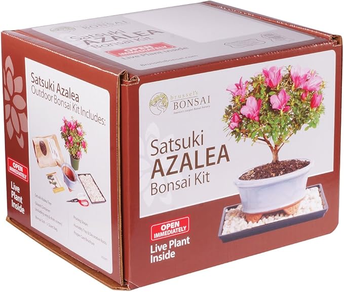 Brussel's Bonsai - Live Satsuki Azalea Bonsai Tree Kit, Outdoor Flowering Bonsai Tree Live Plant with Bonsai Pot, Soil and Tray, Easy Care Bonsai Starter Kit for Patio Garden (Medium)