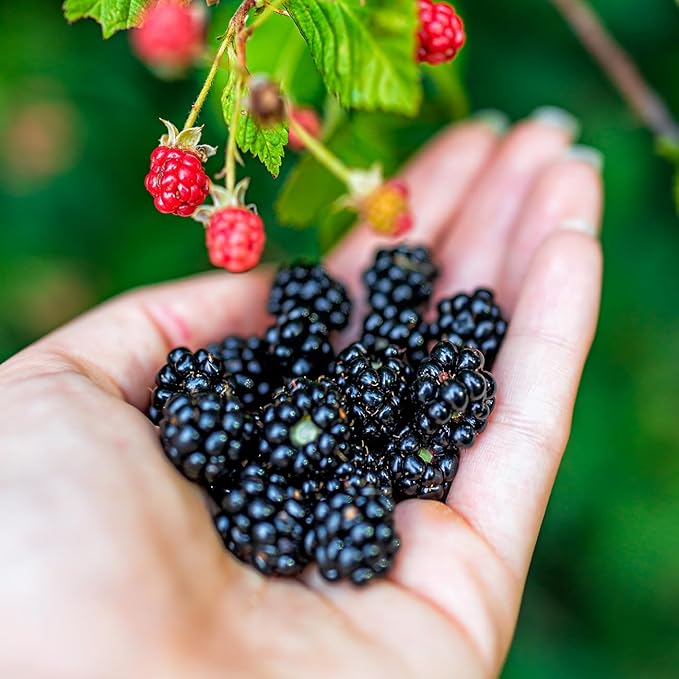 Prime-Ark Traveler Thornless BlackBerry in 1 Gallon Grower's Pot | Large Delicious Berries During Summer | Easy to Manage Garden Bushes