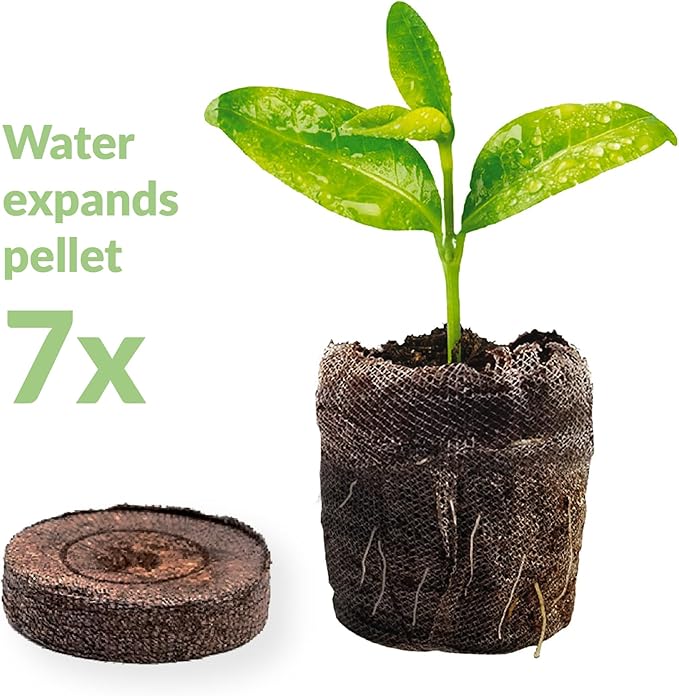 100 Count- Jiffy 36 MM Peat Soil Pellets Seeds Starting Plugs: Indoor Seed Starter- Start Planting Indoors for Transplanting to Garden or Planter Pot