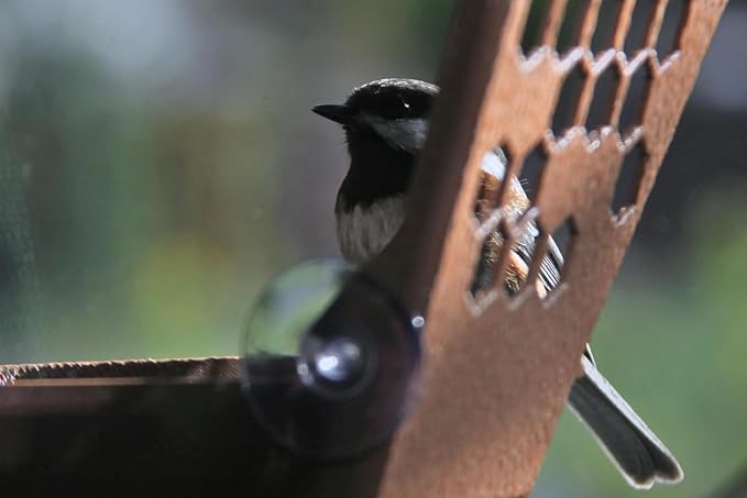 Window Bird Feeder for Outdoors Weatherproof Bird Feeder with Strong Suction Cups, Bird Watching for Cats, Easy to Clean Outdoor Birdhouse Feeder, Original Design Made in USA (Dark Chocolate)