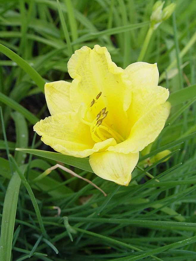 Hemerocallis 'Happy Returns' (Daylily) Perennial, yellow flowers, 1 - Size Container